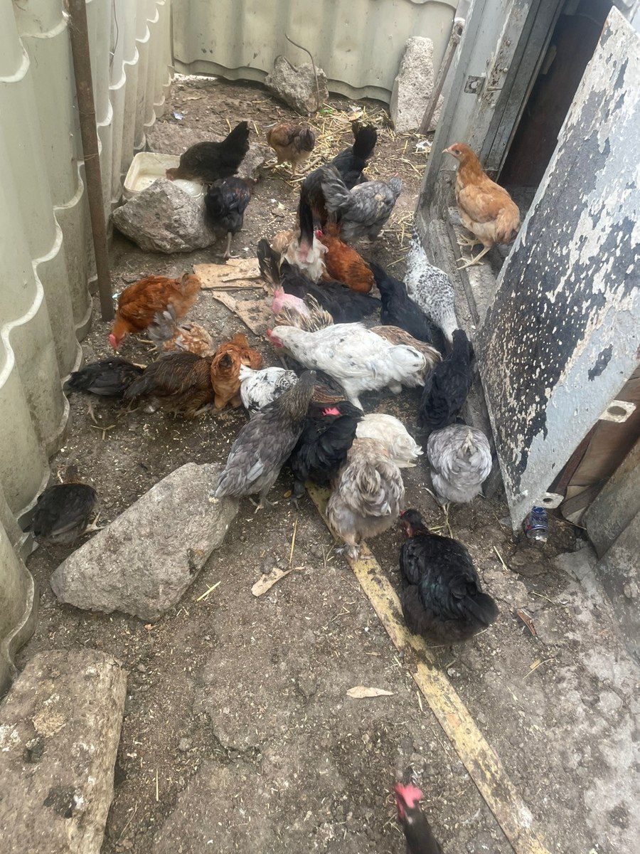 Toyuqlar və çolpalar — Quşlar, Sumqayıt (5)