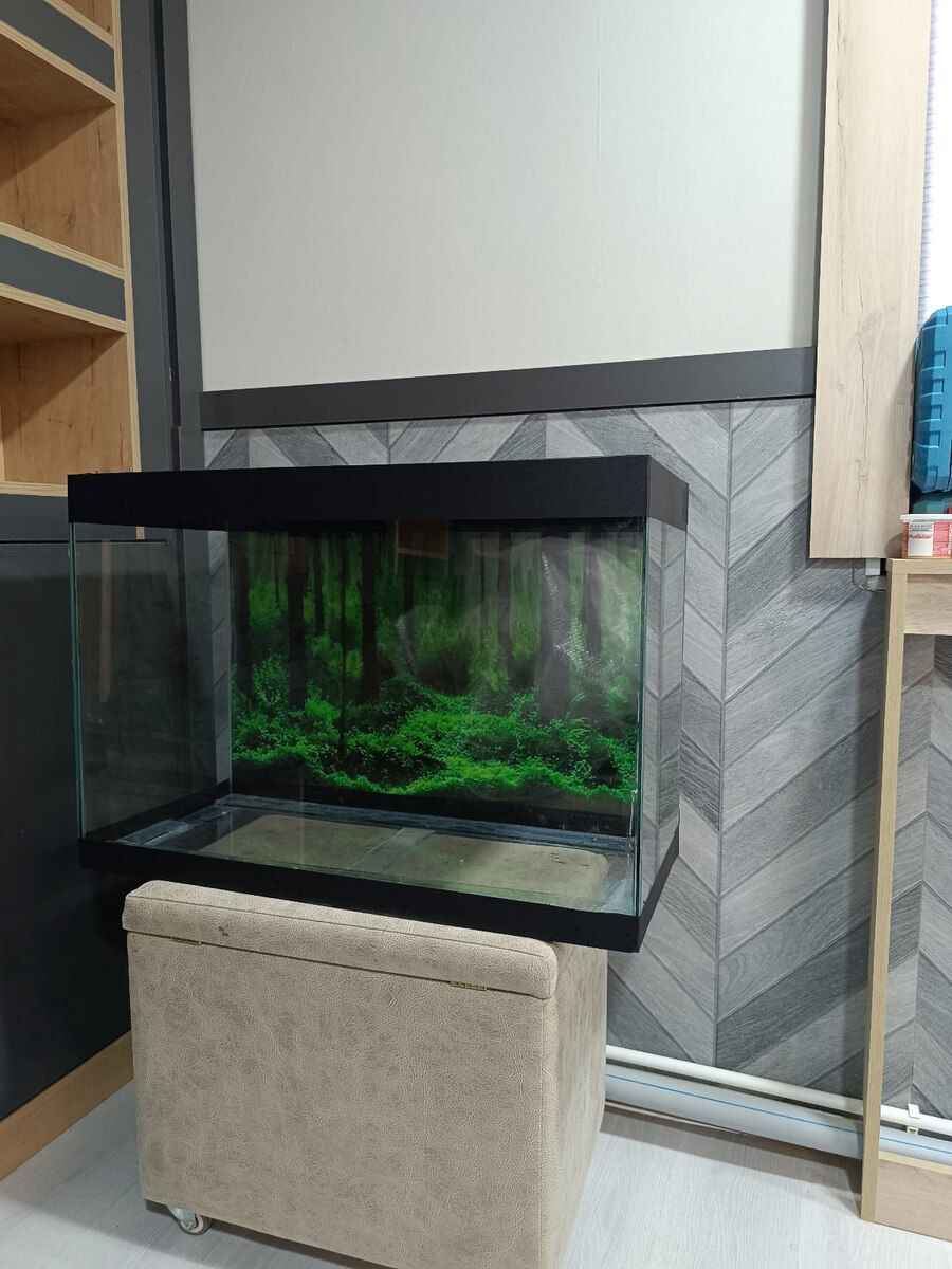 Akvarium — Akvariumlar və balıqlar, Bakı (8)