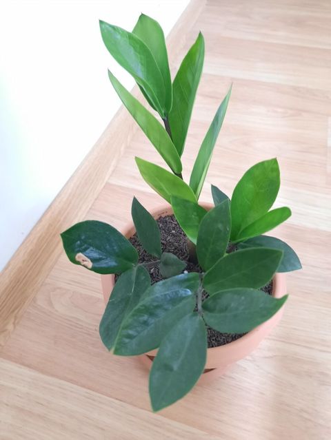 Dibçək gülü Sansevieria,gülü crassula,gülü fikus gülü,aloe gülü — Bakı