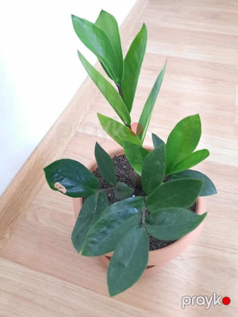 Dibçək gülü Sansevieria,gülü crassula,gülü fikus gülü,aloe gülü — Bakı