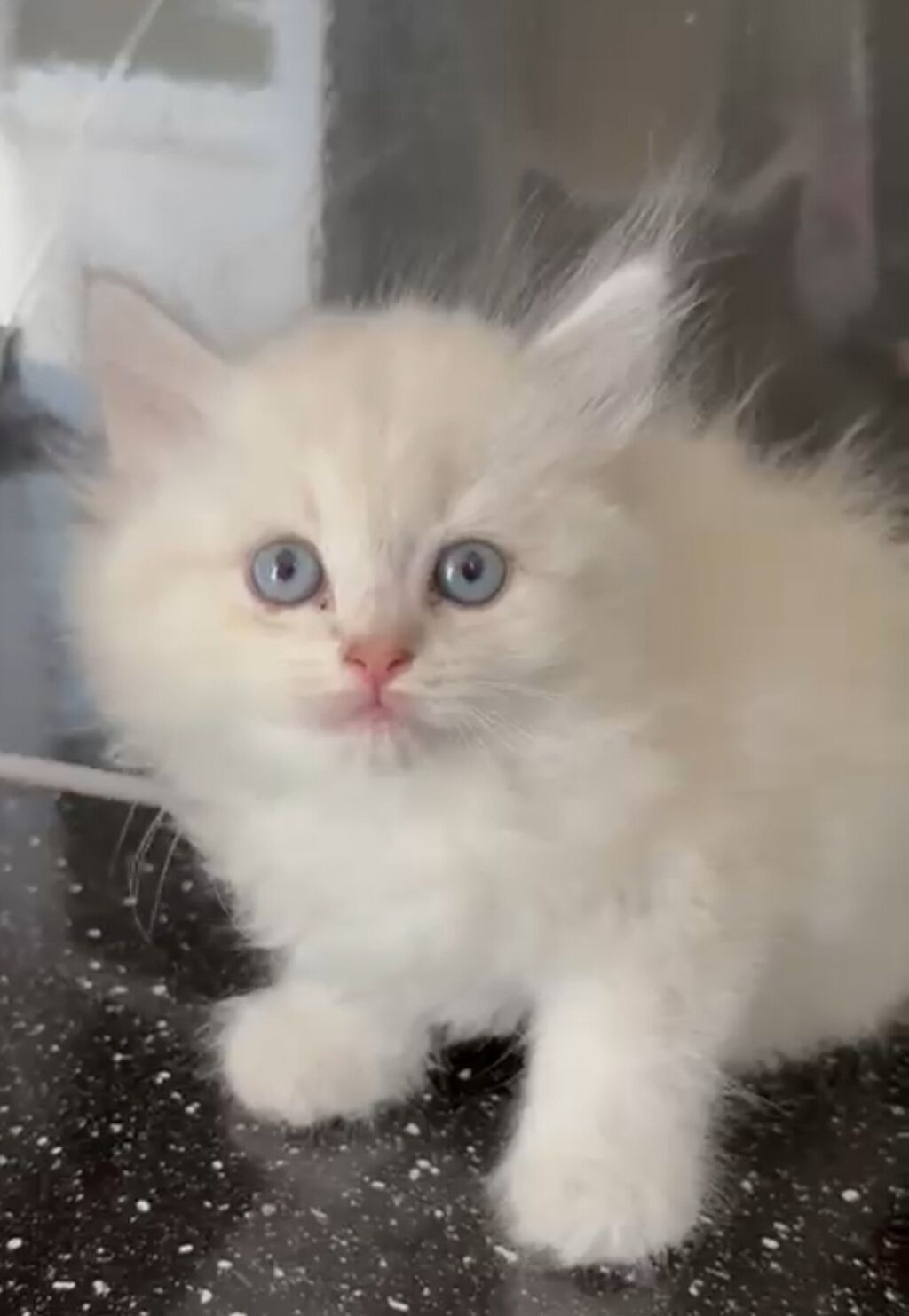 Qızıl şinşilla, Erkək, Yaxşı əllərə, Ünvandan götürmə, Ödənişli çatdırılma — Pişiklər, Bakı
