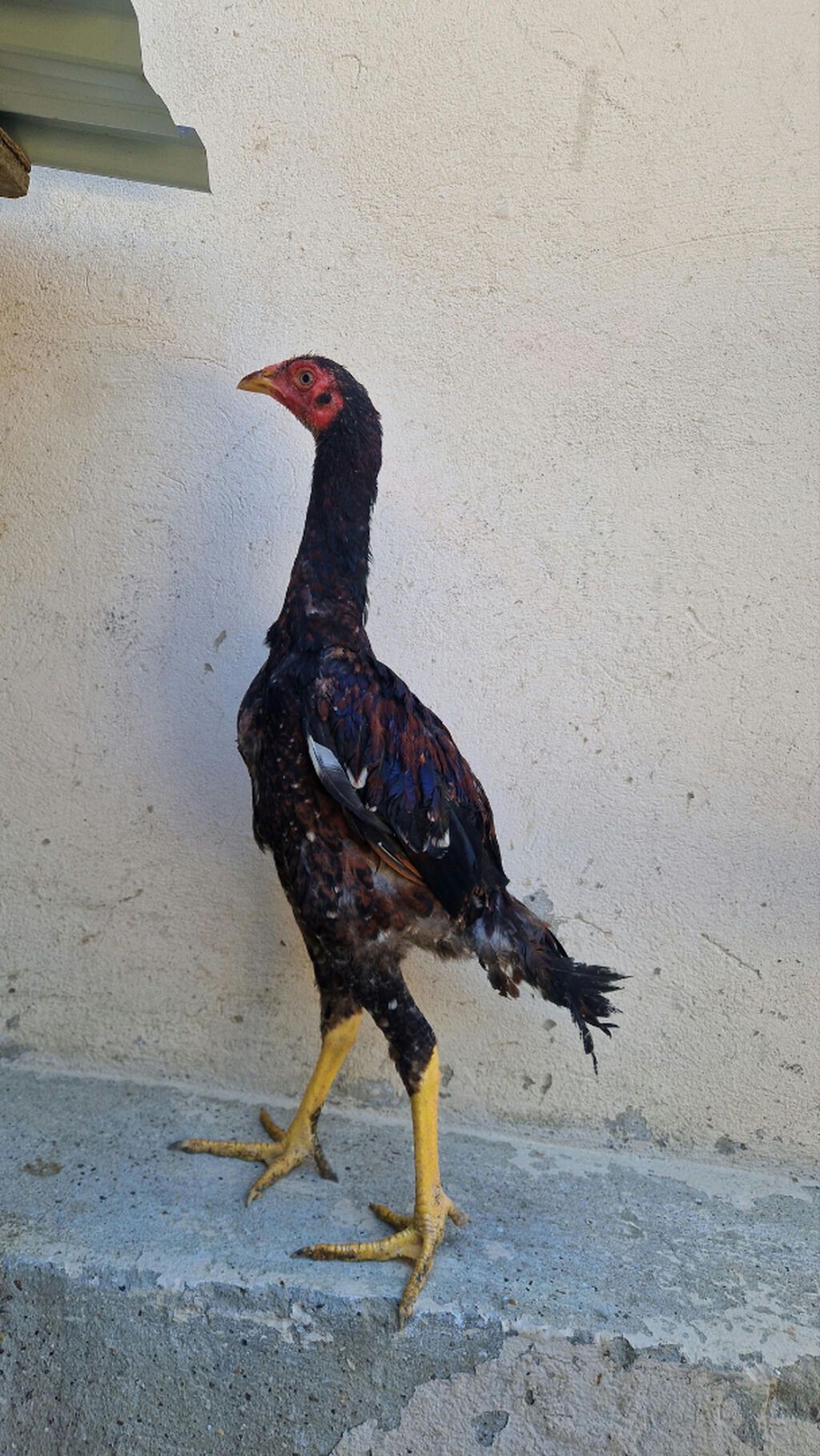 Heyvanlar Balakən-Zaqatala bölgəsində tanınmış xoruzbazın — Quşlar, Bakı (5)