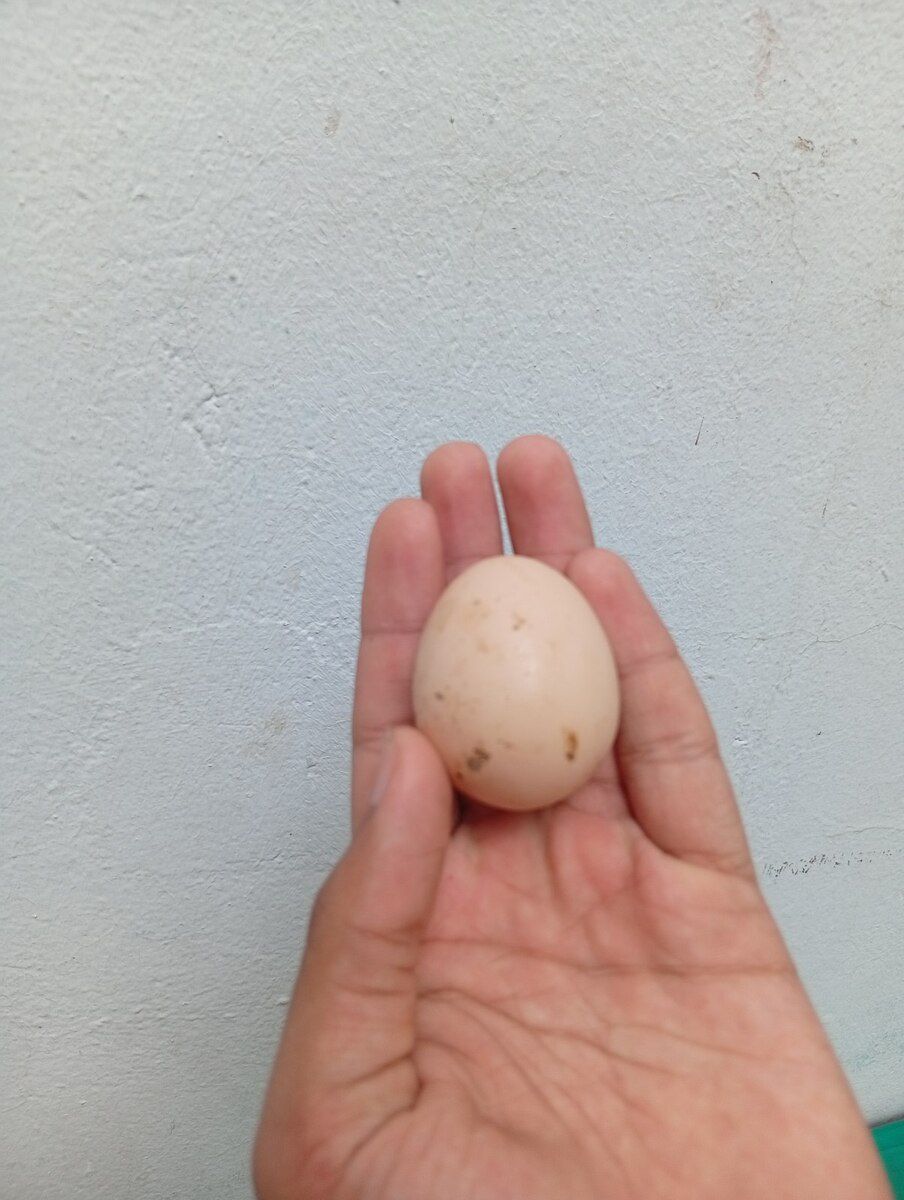 Avstralorp fərəsi — Quşlar, Bakı (7)