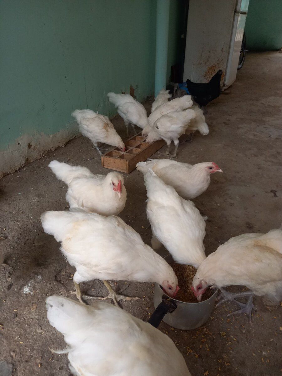 Avstralorp cücələri — Quşlar, Bakı (4)