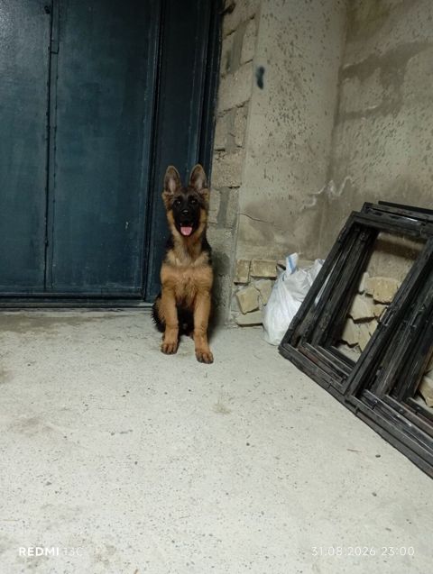 Alman çoban iti, Peyvəndli
