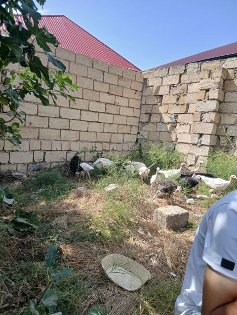 Hinduşka cücələri 2 aylıqdırlar tam sağlam hündüşqalardı qiymet — Sumqayıt