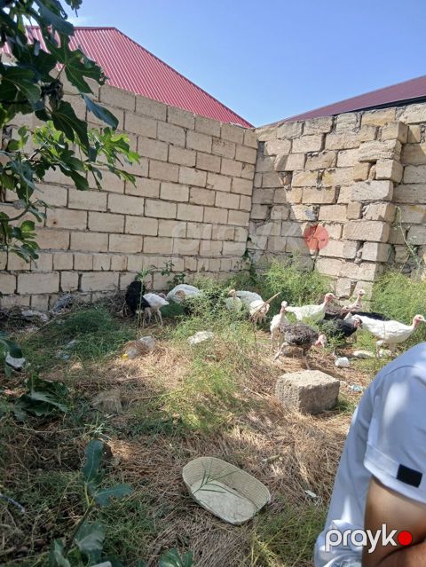 Hinduşka cücələri 2 aylıqdırlar tam sağlam hündüşqalardı qiymet — Sumqayıt