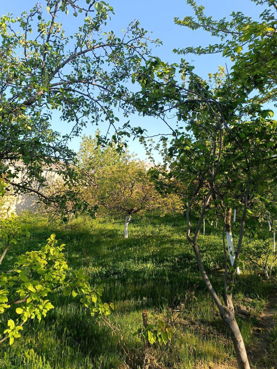 5 sot torpaq sahəsi, Saray qəs — Torpaq, Bakı (5)
