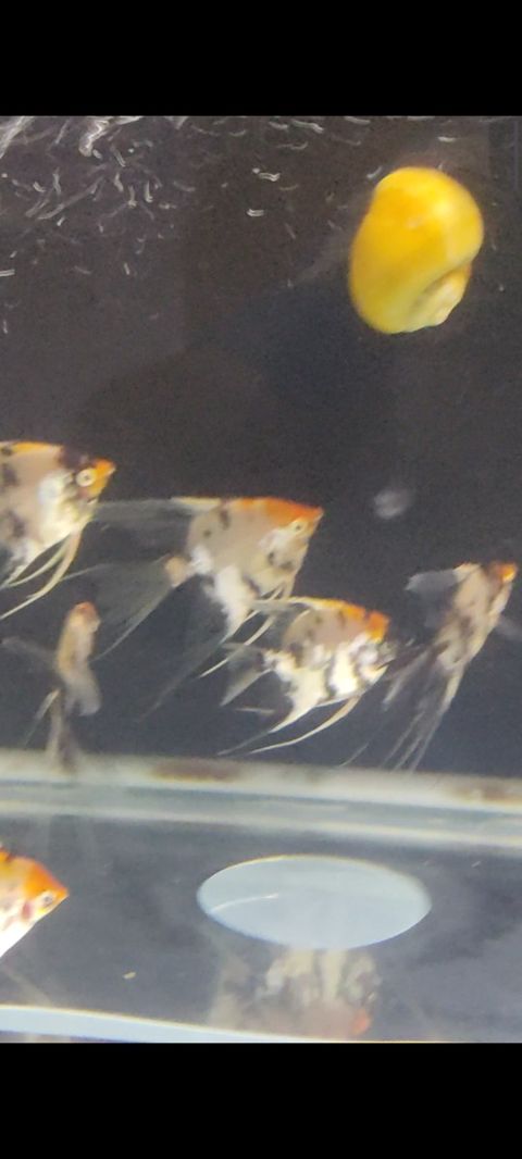 Skalyary koi balıqları — Bakı