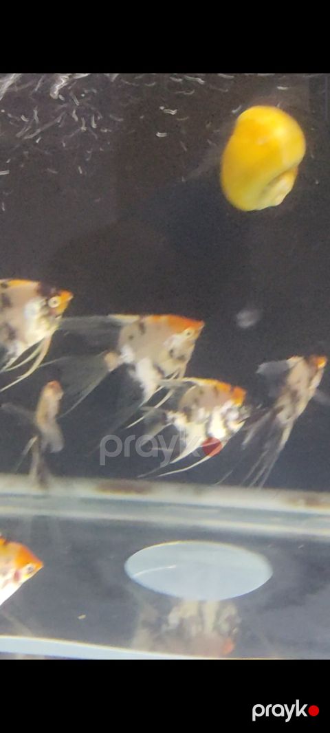 Skalyary koi balıqları — Bakı