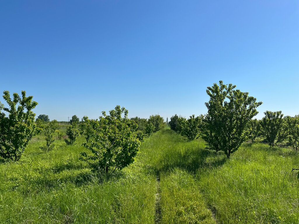 240 sot, Kənd təsərrüfatı, Kupça (Çıxarış) — Torpaq, Xaçmaz (5)