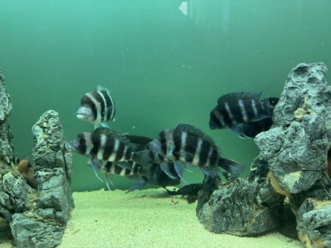 Məhsul: Akvaryum üçün Afrika siklidləri – Frontosa (Cyphotilapia — Bakı
