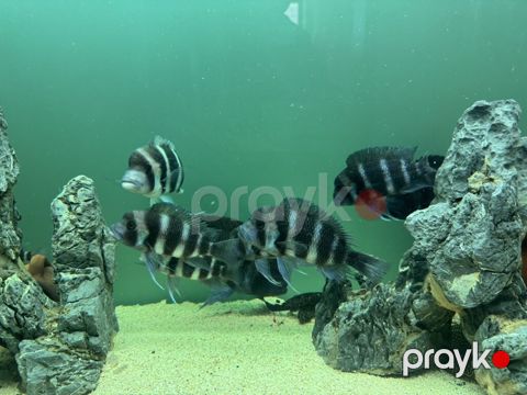 Məhsul: Akvaryum üçün Afrika siklidləri – Frontosa (Cyphotilapia — Bakı