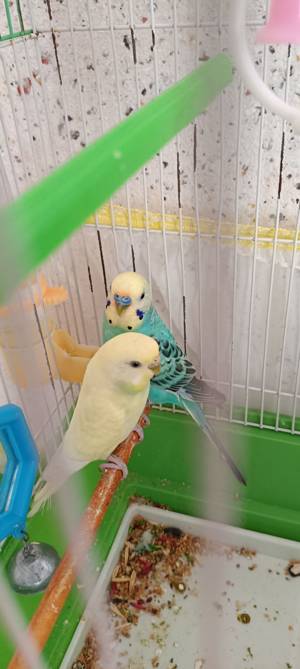 Məhsul: Dalmatian və limon rəng çalarlı iki gözəl dalğalı tutuquşu — Tutyun papağayı, Şəki (2)