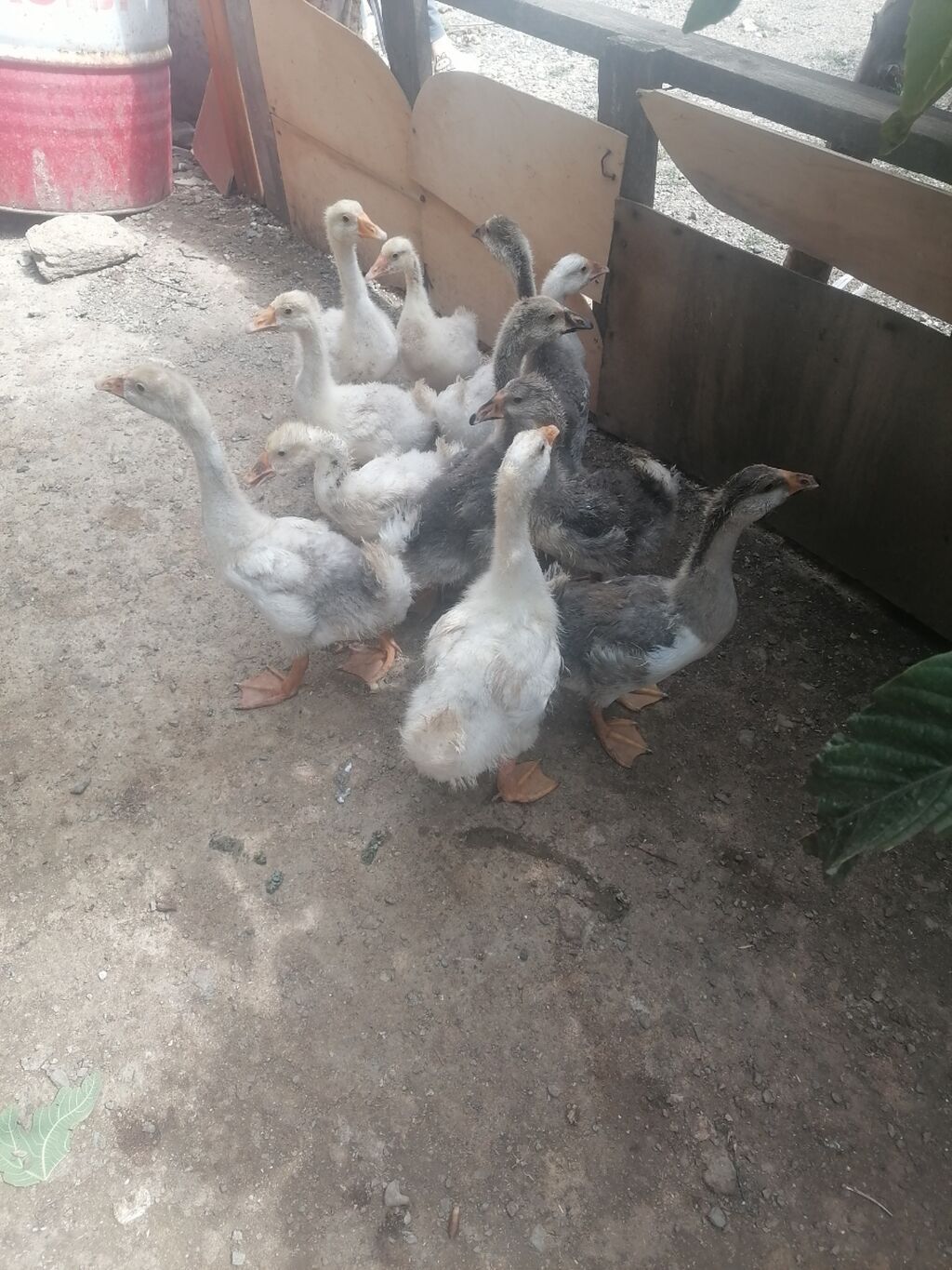 Dişi, Linda, Damazlıq, Ünvandan götürmə, Ödənişli çatdırılma — Digərləri, Novxanı (4)