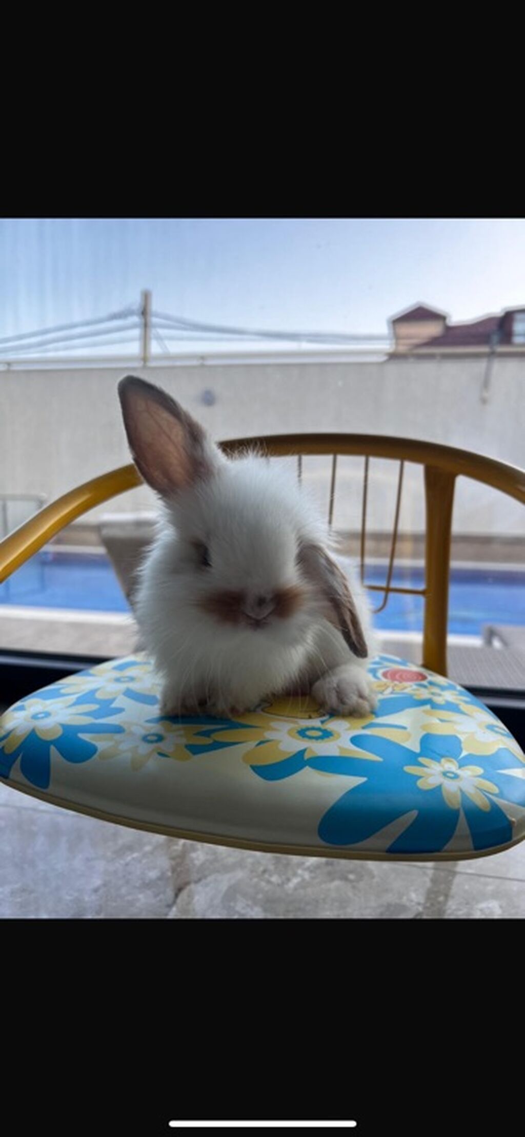 1 aylıq balaca Hazırda məndə bu çox şirin dovşanım var Çox şirin — Dovşanlar, Digah