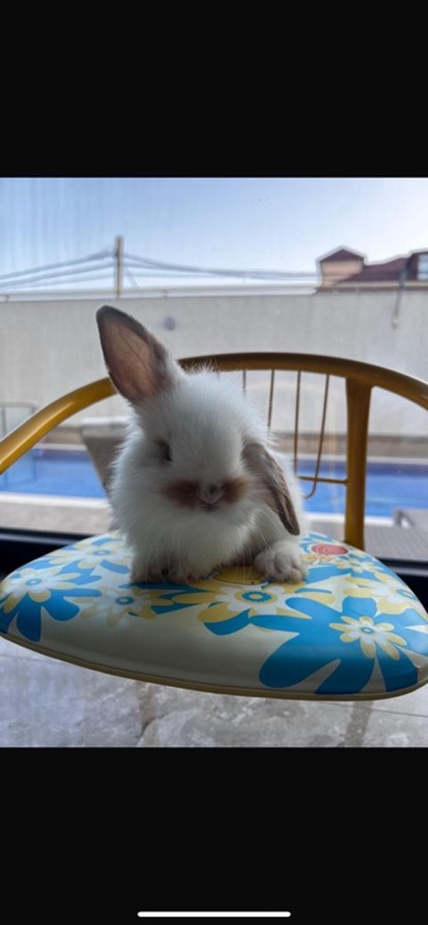1 aylıq balaca Hazırda məndə bu çox şirin dovşanım var Çox şirin — Digah