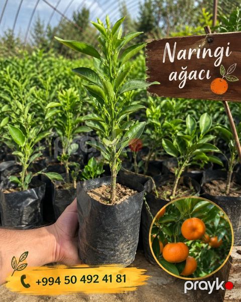 Ağaclar
