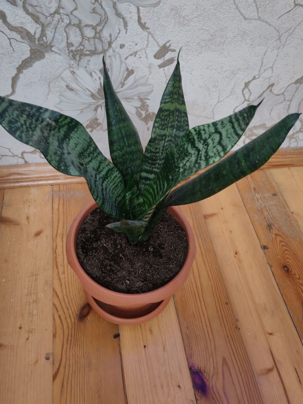 Sansevieria (Qayın dili) – otaq bitkisi, gil rəngli dibçək və — Çiçəklər, Bakı (4)