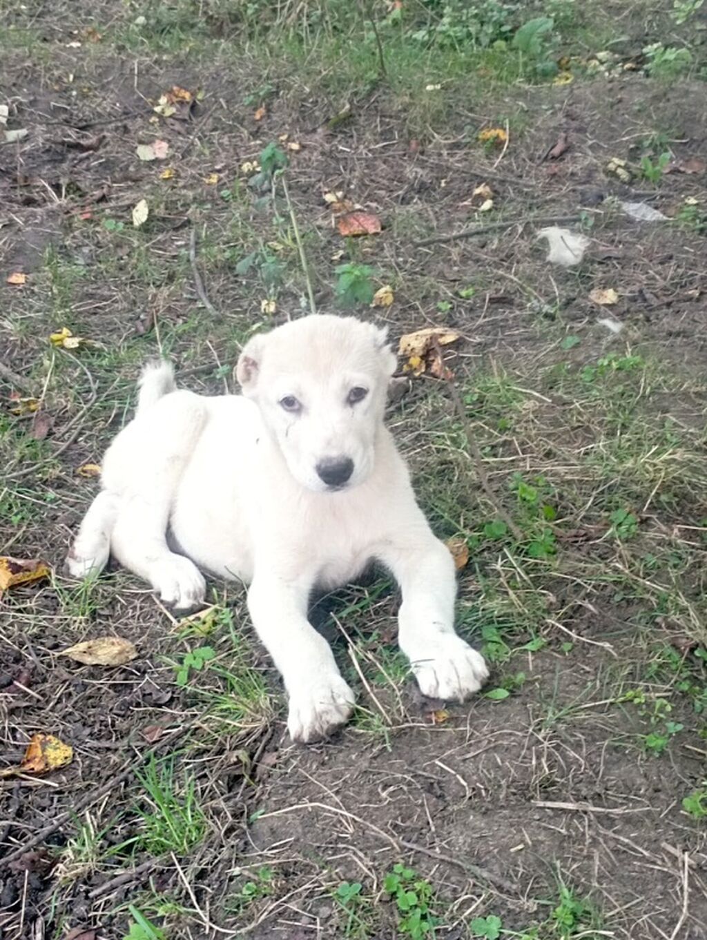 Alabay, 1 ay — Köpəklər, Saray (3)
