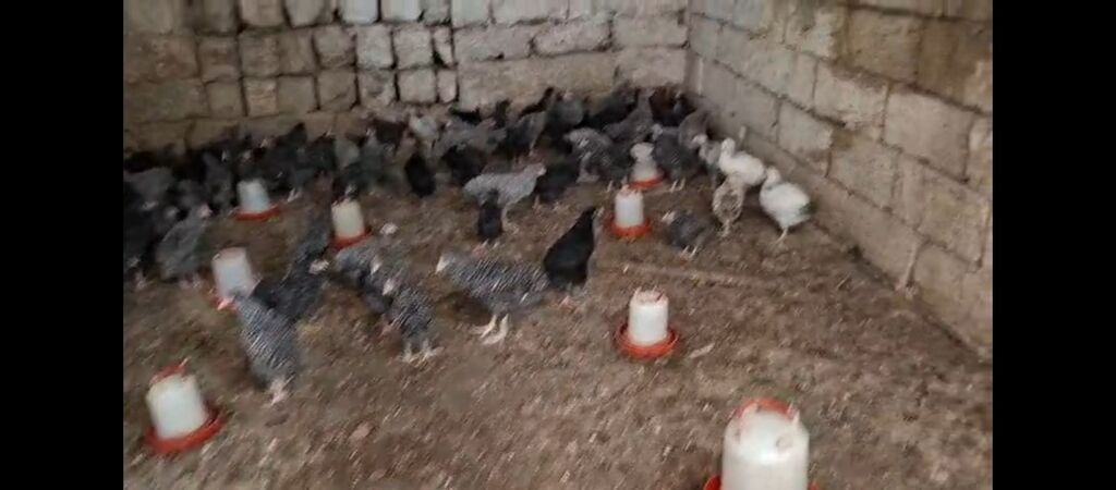 Toyuq cücələri, Ətlik, Ünvandan götürmə — Toyuq və xoruz, Digah (6)