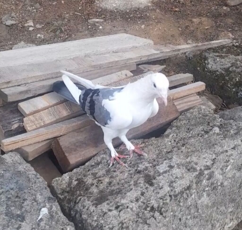 Deste goy quyrug bir terefli goy cep maya 12 tuk 2 qanadi kesiyde — Göyərçin, Bakı (2)