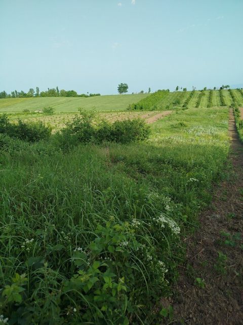 39 sot torpaq sahəsi, Quba r — Quba