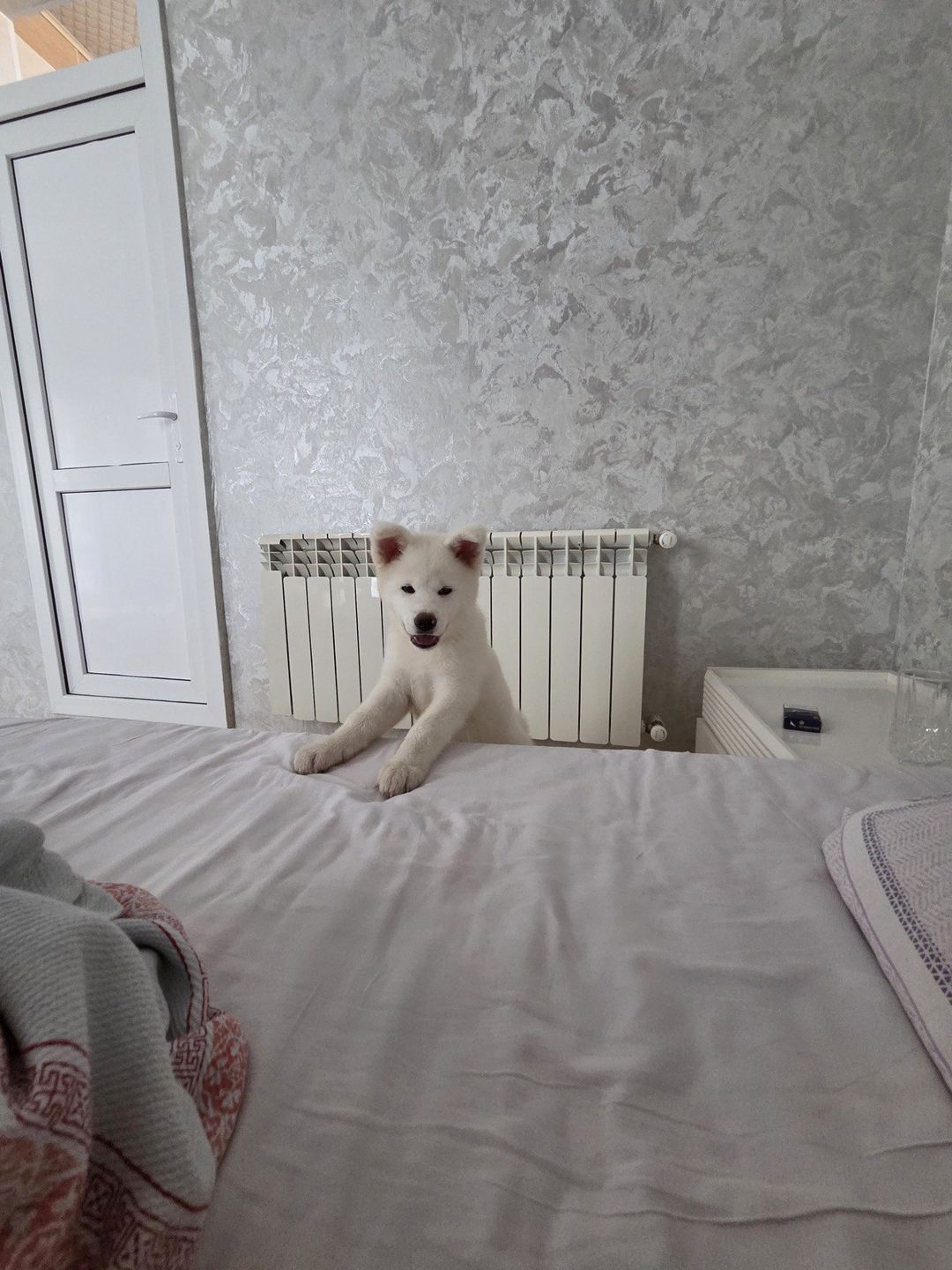 Akita-inu — Köpəklər, Bakı (3)