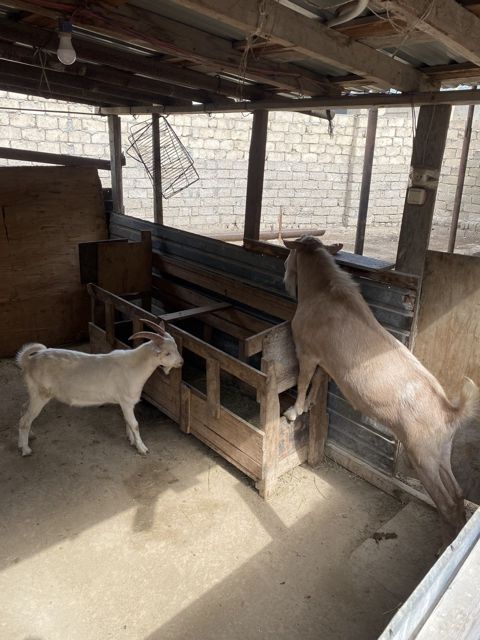 Keçilər — Bakı