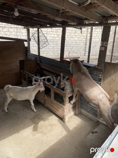 Keçilər — Bakı