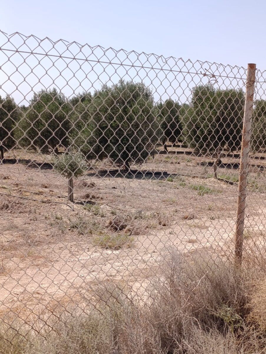10 sot torpaq sahəsi, Türkan qəs — Torpaq, Bakı (3)