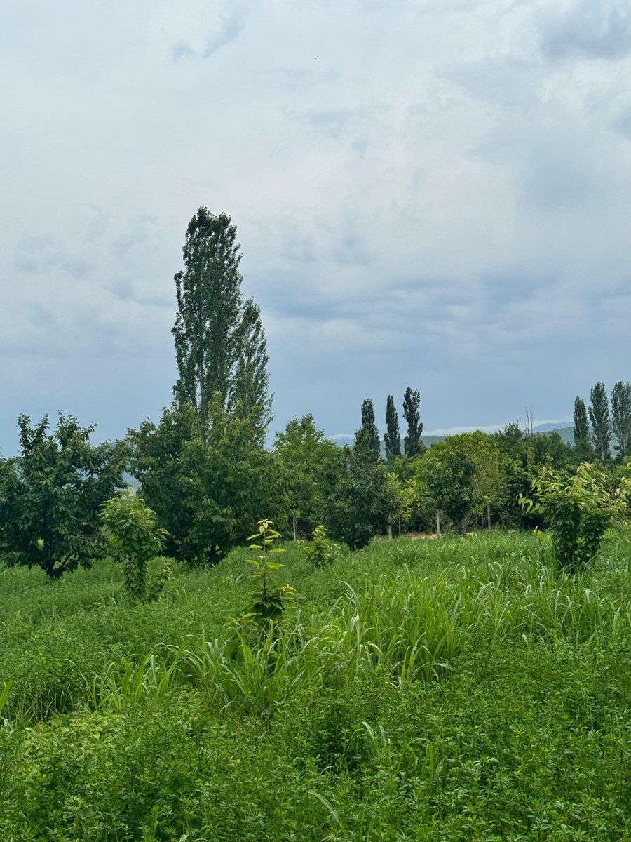 12 sot torpaq sahəsi, Günəşli kəndi — Torpaq, Şabran (10)