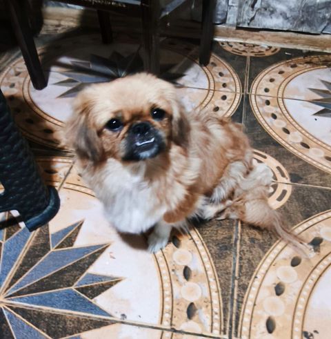 Pekines, 1 il, Dişi, Peyvəndli, Ödənişli çatdırılma — Gəncə