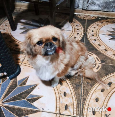 Pekines, 1 il, Dişi, Peyvəndli, Ödənişli çatdırılma