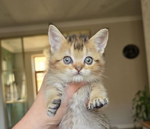 Tabbi, Dişi