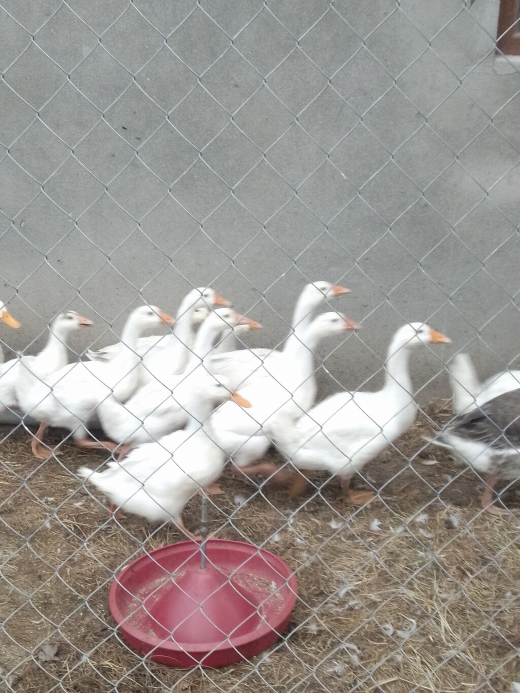 Linda qazlarıPekin ordeyleri 20m Pekin ordeyi,25 m Linda qazlari — Digərləri, Novxanı (4)