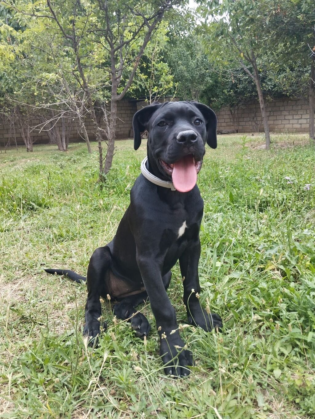 Cins:Cane corso 5 aylıq ətraflı məlumat üçün qeyd olunan nömrəyə — Köpəklər, Samux