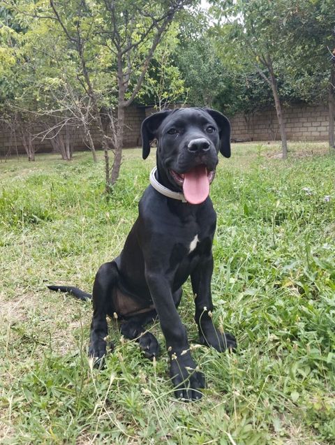 Cins:Cane corso 5 aylıq ətraflı məlumat üçün qeyd olunan nömrəyə — Samux