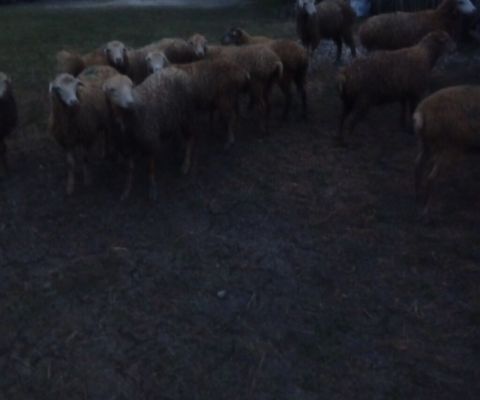 5 quzu satılır Erkeyide var dişiside — İsmayıllı