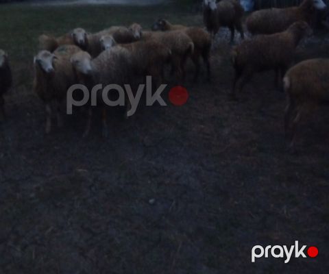 5 quzu satılır Erkeyide var dişiside — İsmayıllı