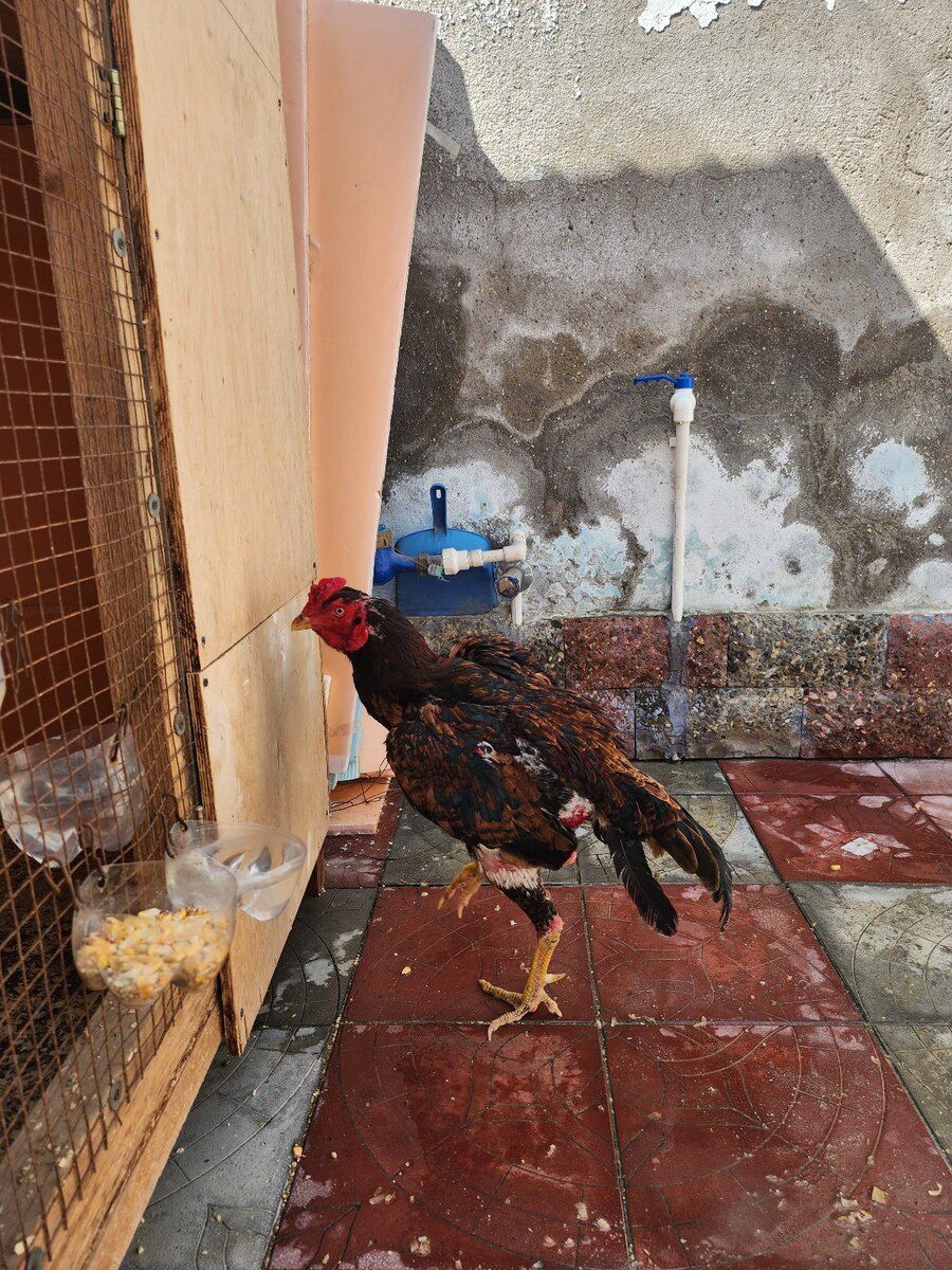 Heyratı — Quşlar, Bakı (9)