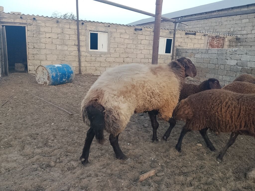 Qala qoçu dırnağında prablem var kəsgiyə yarıyır əti 55,60 kq olar — Kənd təsərrüfatı heyvanları, Digah (4)