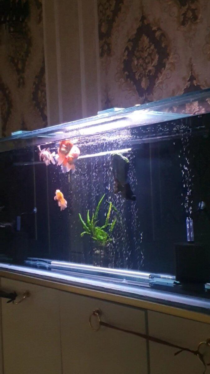 Akvarium — Akvariumlar və balıqlar, Gəncə (4)