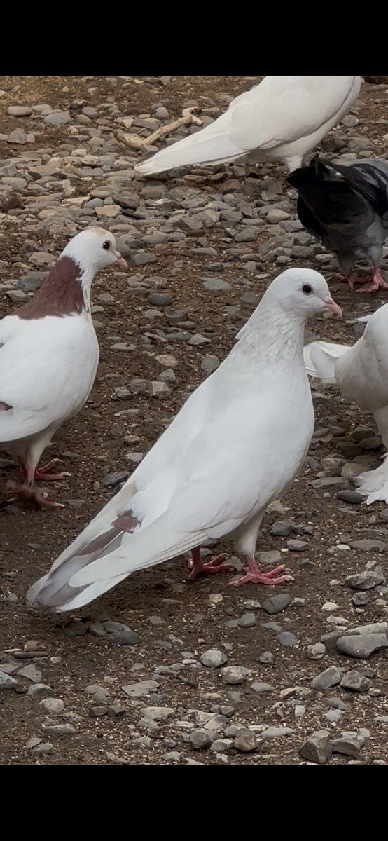 Göyərçinlər — Quşlar, Bakı (4)
