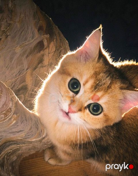 Qızıl şinşilla, Erkək