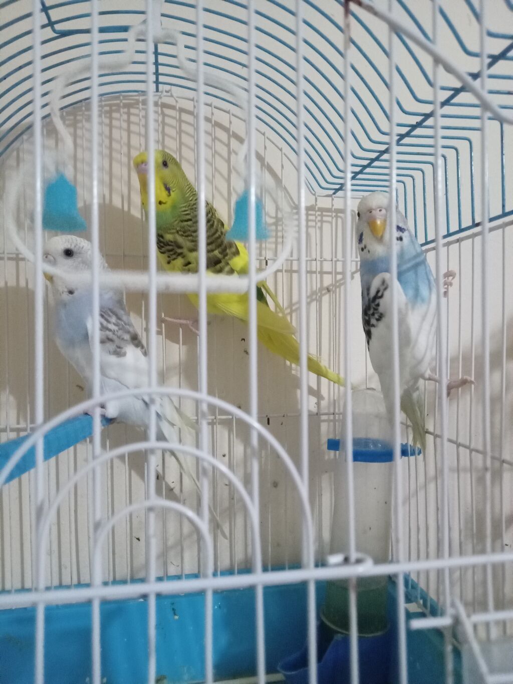 3 ayliq tut qusu balalari denesi 10 manat unvan Nardaran — Tutyun papağayı, Digah (4)