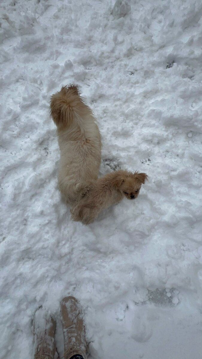Pekines — Köpəklər, Bakı (4)