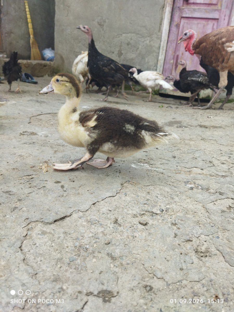Ördəklər — Quşlar, Bakı (12)
