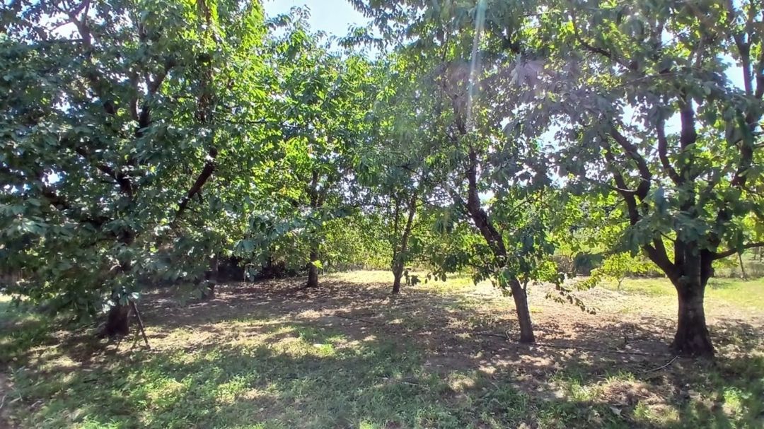 10 sot torpaq sahəsi, Quba r — Torpaq, Quba (7)