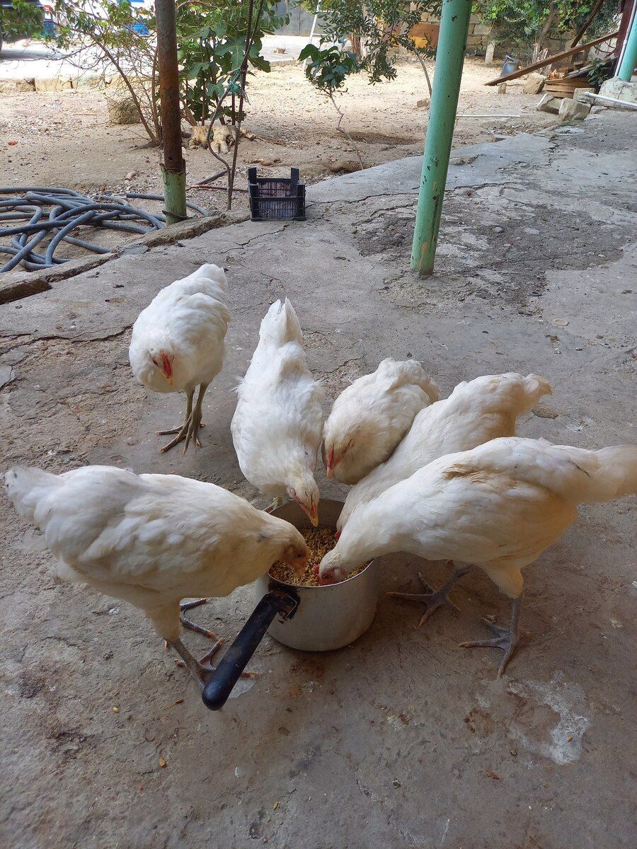 Avstralorp cücələri — Quşlar, Bakı (2)